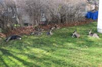 068-looks_like_all_the_deer_want_to_take_a_nap
