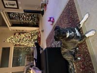 01-Rainier_and_Grammy's_Christmas_tree-Daddy_testing_his_new_iPhone_13