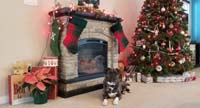 19-Rainier_with_all_the_Christmas_decorations_for_our_family_room