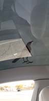 15-Mommy_enjoys_watching_a_bird_on_the_roof_of_the_Tesla
