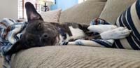 16-Rainier_trying_to_take_a_nap_on_the_couch