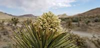 01-Joshua_Tree_bloom