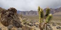 04-Red_Rock_NCA_with_blooming_Joshua_Trees