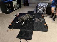 01-Rainier_checking_out_his_new_seat_cover_for_inside_the_Tesla