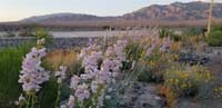 19-Mommy_takes_a_picture_of_penstemon_flowers_not_realizing_she's_standing_over_a_rattling_rattlesnake