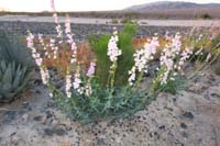 21-sidewinder_rattlesnake_is_quite_camouflaged_within_the_penstemon